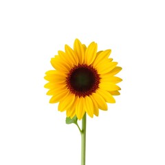 Obraz premium A hand-painted watercolor illustration of a sunflower, isolated on white, with soft blending and subtle shading in the petals and leaves