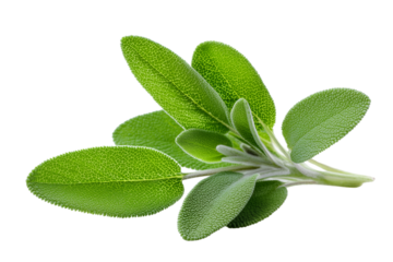 Fresh green sage leaves isolated on a white background, ideal for culinary and herbal themes.