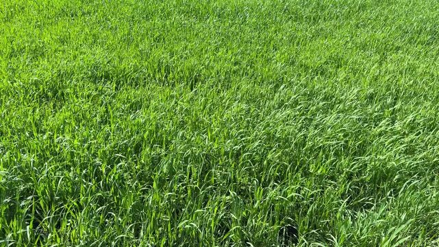 Green grass field cereal grains.