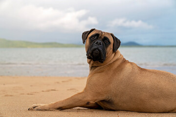 A bull mastiff lies on a sandy beach, gazing back at the camera with a calm, curious expression.