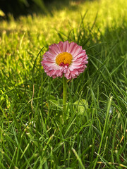 Bellis Perennis Flower with Pink Petals and Yellow Center Growing in Green Grass © Татьяна Микитченко