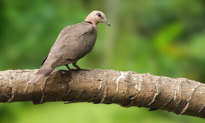 Blue-eyed Ground Dove – Critically Endangered Dove with Striking Blue Eyes from Brazil