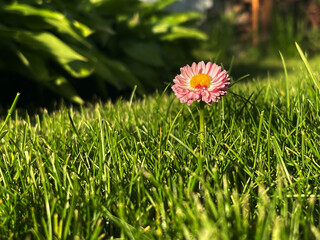 Closeup of a Pink Bellis Perennis Blossom Emerging in a Green Grass Lawn © Татьяна Микитченко