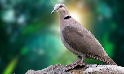 Blue-eyed Ground Dove – Critically Endangered Dove with Striking Blue Eyes from Brazil