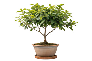 Fototapeta premium Small potted ficus bonsai tree with brown trunk and green leaves isolated on white