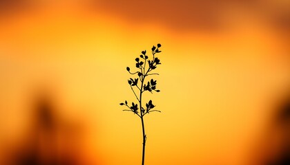Obraz premium Plant silhouette against golden sunset background