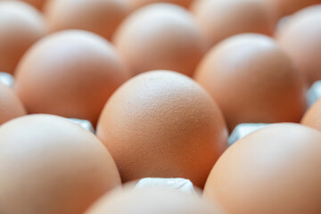 Fresh organic brown chicken eggs in cardboard tray