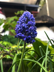 Close-up of a Vibrant Blue Grape Hyacinth Flower with Green Foliage in Natural Garden Setting