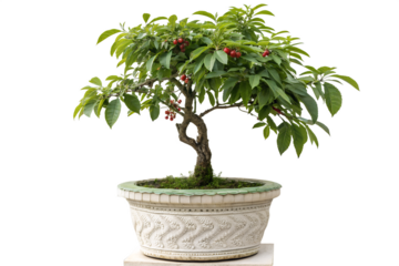 Potted bonsai tree, a small ficus houseplant with green leaves and delicate branches, isolated on a white background for home garden decoration