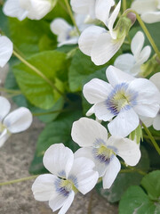 Close-up of Delicate White Violets with Blue Veins Blooming in Natural Setting