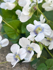Close-up of delicate white Viola flowers with blue accents and green leaves