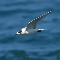 PNG Flying arctic tern animal white bird.