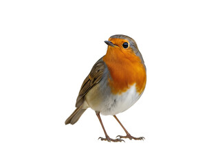 Fototapeta premium European Robin (Erithacus rubecula) Isolated on Transparent Background – PNG Format Wildlife Illustration