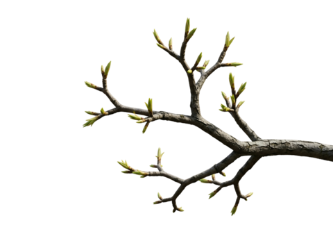 Dried Tree Branch with Withered Brown Leaves Isolated on White Background