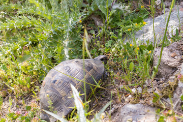 Land turtle is crawling in the steppe. The turtle is walking on the grass. Cute little turtle.