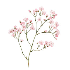 Fototapeta premium pink cherry tree Watercolor Clipart, Illustration, Transparent Background