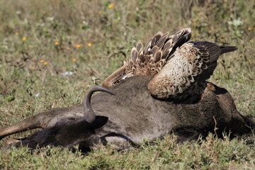 wildebeest in serengeti national park tanzania devoured by vulture 