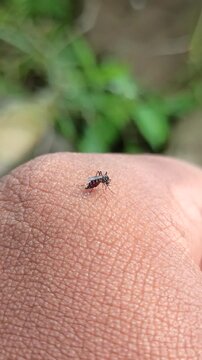 aedes aegypti mosquito on the surface of the skin