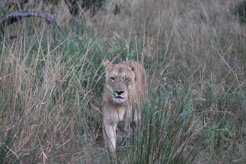 Lioness in the long grass