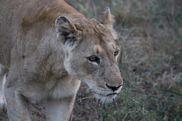 Lioness in the long grass