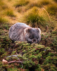 Woombat in the nature