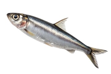 Fototapeta premium Fresh raw silver fish isolated on a white background, perfect for a healthy seafood meal