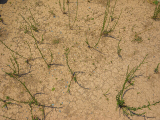 Dried and cracked earth ground and plants growing on it (Minoan Palace of Zakros, Crete, Greece)