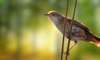 Hoary-throated Spinetail – Critically Endangered Forest Bird Native to the Amazon Basin