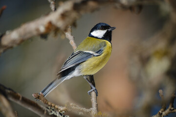 Fototapeta premium Great tit yellow bird on a branch