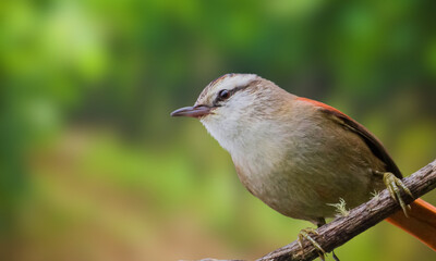 Hoary-throated Spinetail – Critically Endangered Forest Bird Native to the Amazon Basin