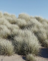 High-definition prairie at sunrise with golden long grass swaying in the morning breeze