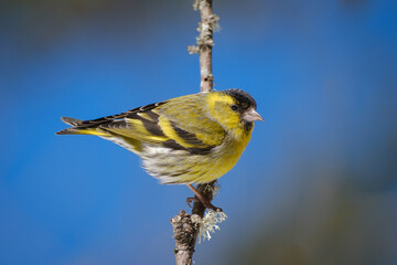Siskin colorful bird on a branch