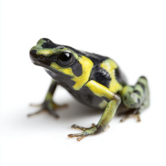 Obraz premium a frog with a yellow and black stripe on its body