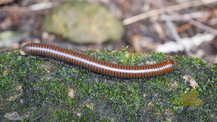 Rusty Millipede (Trigoniulus corallinus) on Moss-Covered Rock