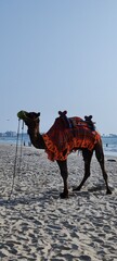 Horse and camel in the beach