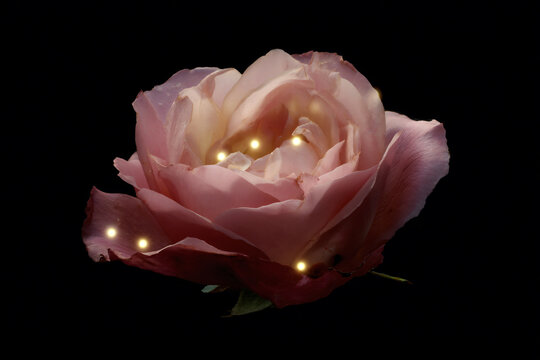 a pink rose with yellow lights in the middle - Powered by Adobe
