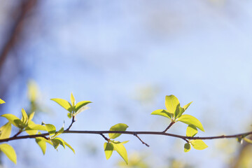 spring forest, trees and young branches with foliage in the park, abstract background of nature