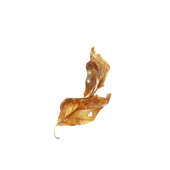 Fototapeta premium Glowing Golden Autumn Leaf Enchanting Nature Photography