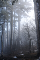 misty morning in the forest