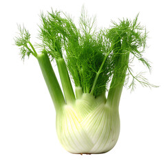 Fresh Fennel Bulb with Vibrant Green Fronds Isolated on Black Background