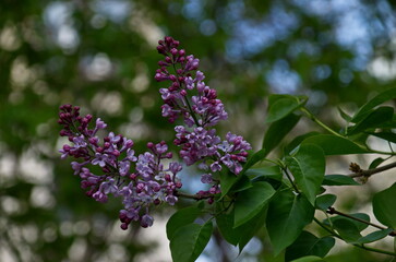 Close-up photo of a blooming purple lilac against the background of a spring tree crown, Sofia,...
