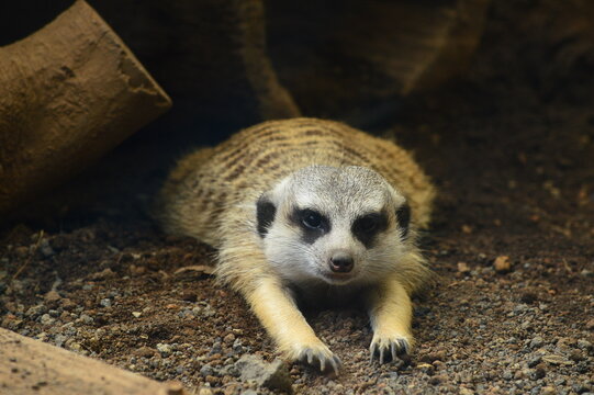 meerkat on guard