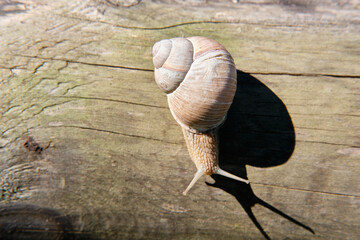 A live snail in a shell crawls along a wooden trunk in the forest