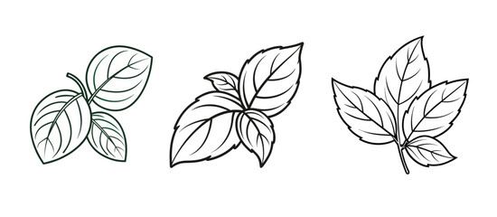 Collection of Basil Leaves Illustration.