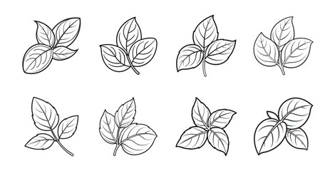 Collection of Basil Leaves Illustration.