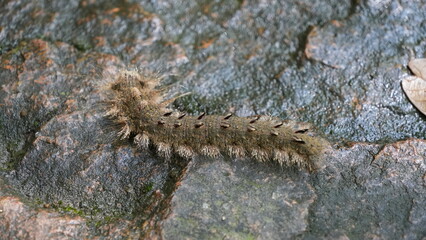 Stinging Slug Caterpillar (Latoia lepida) on Forest Floor