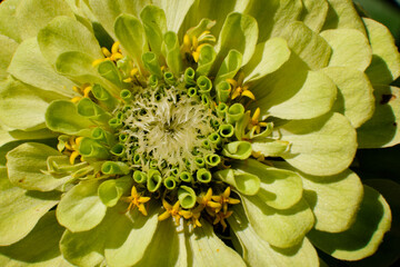 Zinia is a garden flower of crimson color with a curly plan
