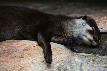 european otter lutra