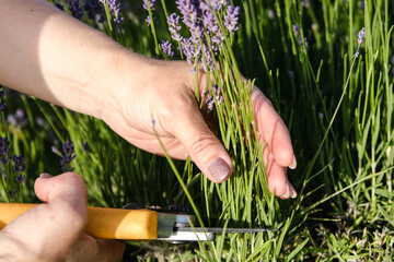 Close-up of a woman's hand using pruning shears to cut blooming lavender flowers in a garden. The image captures the essence of summer gardening, aromatic herbs, and natural beauty. Ideal for themes o