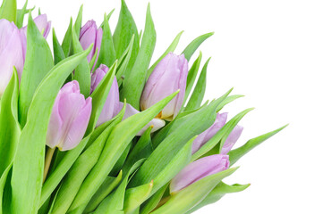pink tulips on white background, flower